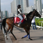 Cirrus des Aigles<br>Photo by Whistlejacket